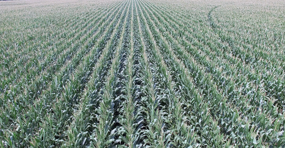 FARM EDITION Perrow Corn