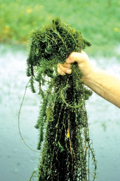 Hydrilla