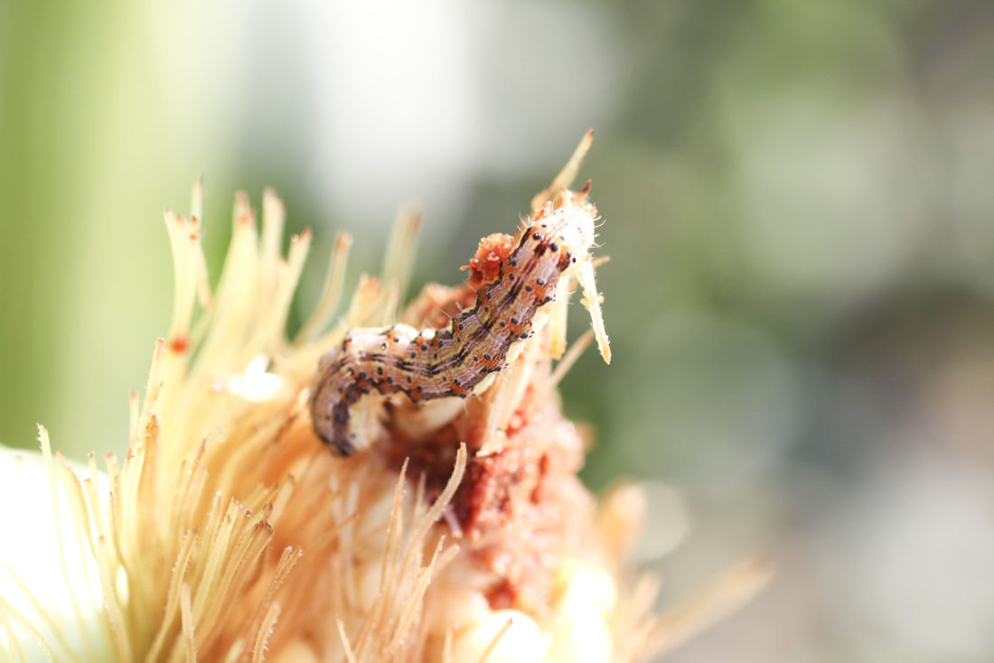 CORN EAR(WORM) Scientists stopping little insects from big