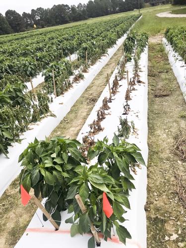 Orangeburg County Vegetables