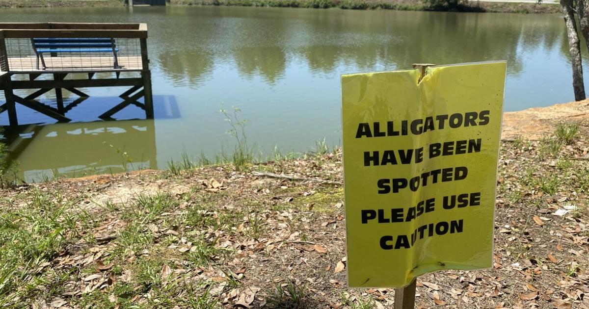Gators halt fun - Traps replaced after theft near St. Matthews lake