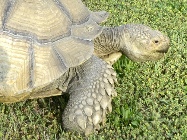 A man and his tortoise: ‘Puppy with a shell’ draws curious eyes