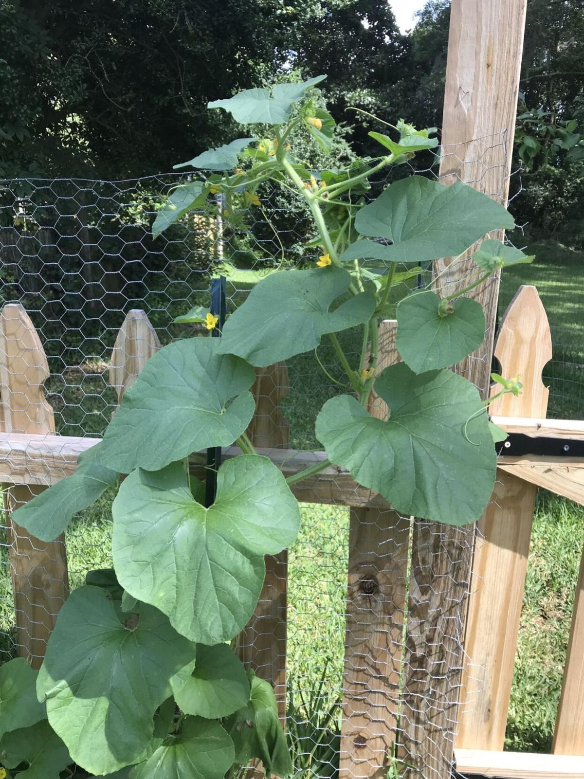 Melon vine