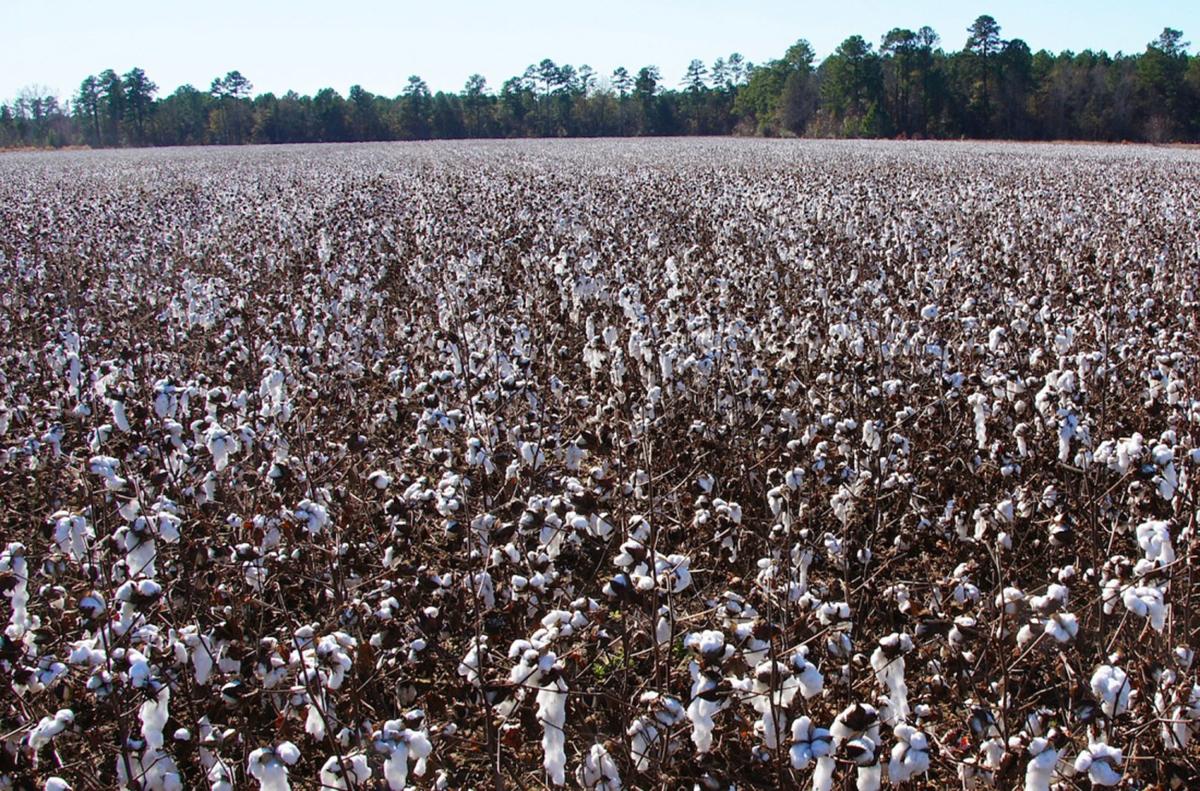 Cotton