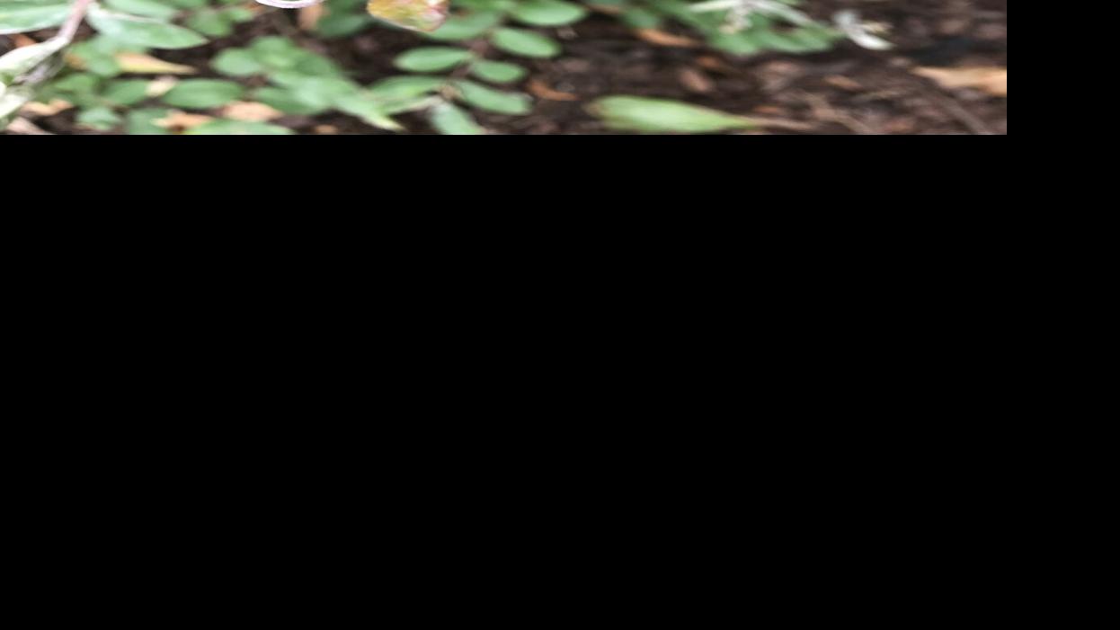 Back garden COLUMN: Warmth moreover rain equals fungus | Residence & Back garden