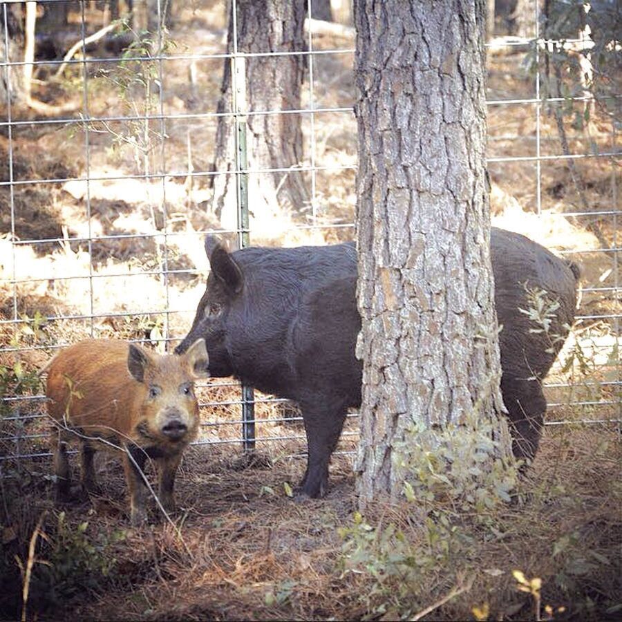 Wild hogs