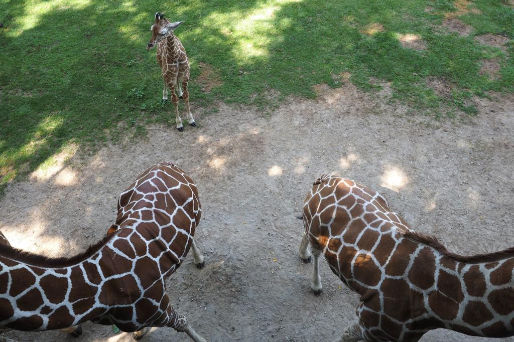 Photos Los Angeles Zoo Unveils Baby Giraffe National Thetandd Com