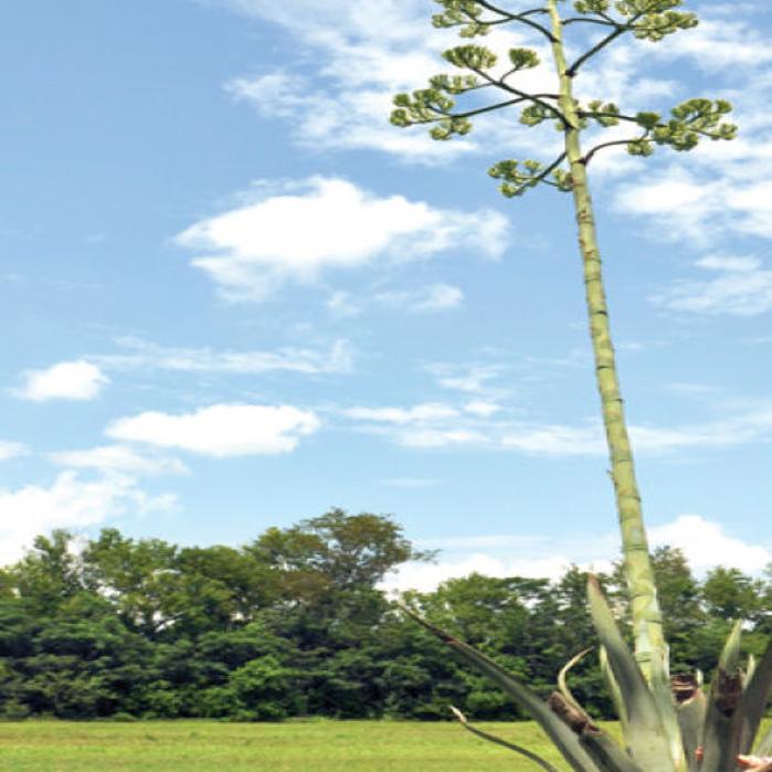 Blooming Century Plant Turning Heads In Town Local Thetandd Com