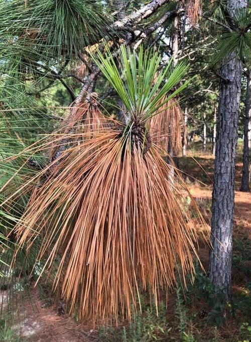 082321 FARM longleaf pines.jpg