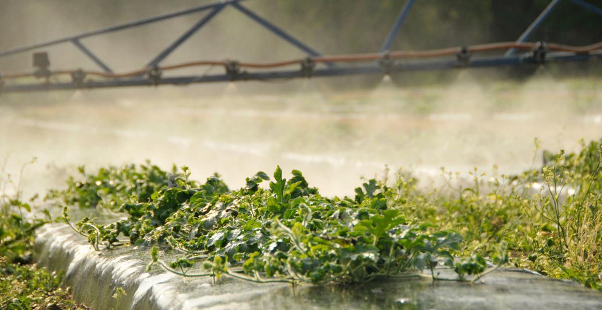 Water needs getting critical for some crops