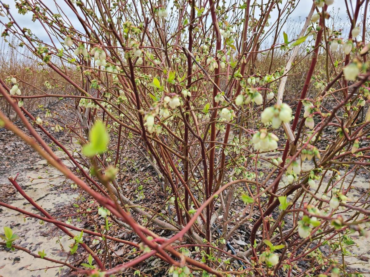 Southern highbush blueberry