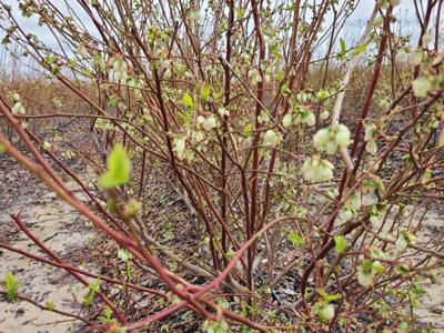 Southern highbush blueberry