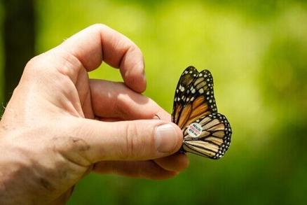 Unique group of monarch butterflies discovered in coastal SC - Vimarsana News