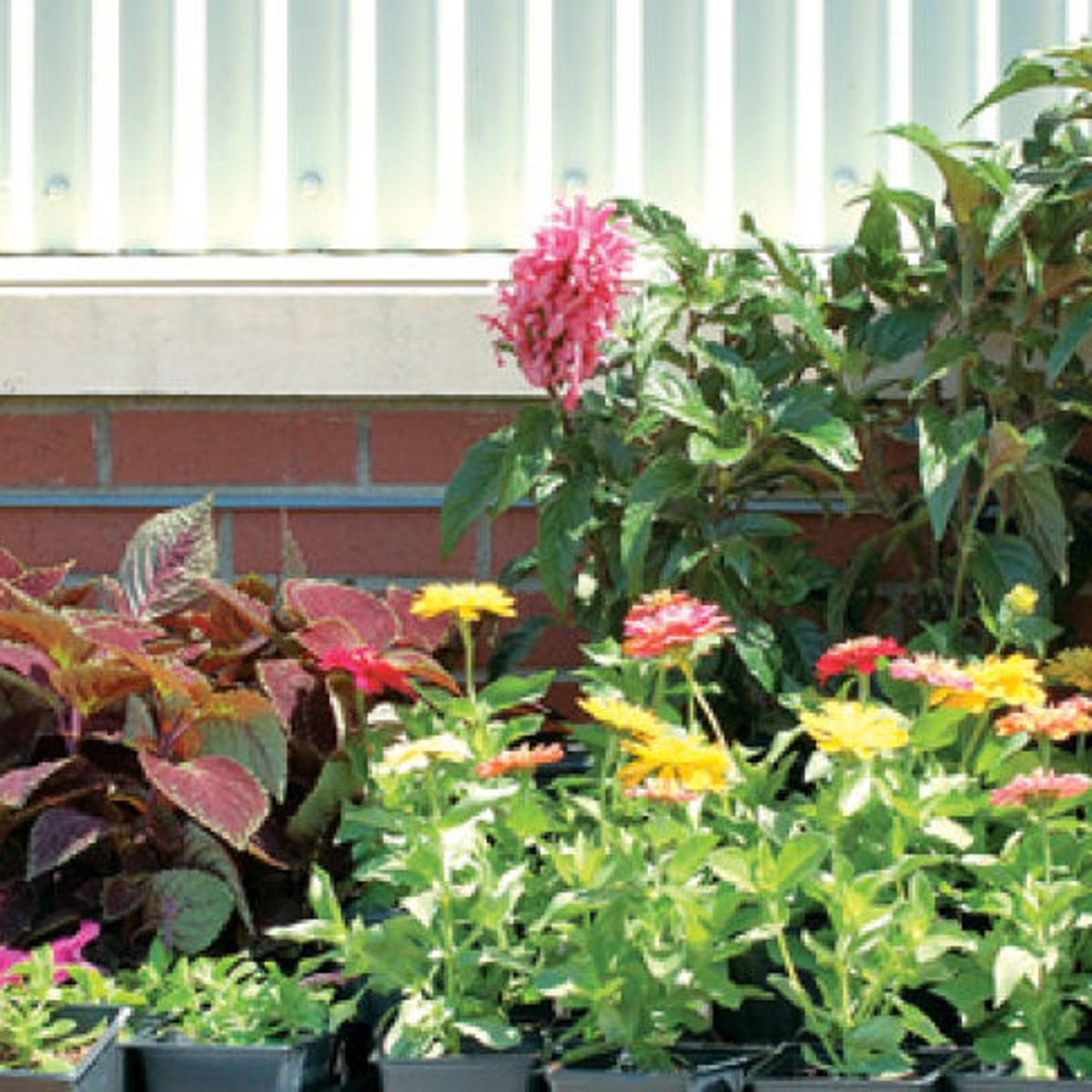 Plant And Flower Festival State Farmers Market To Showcase S C