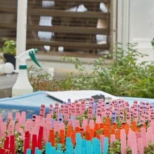 Population genetic diversity matters for flowering plants - Vimarsana News