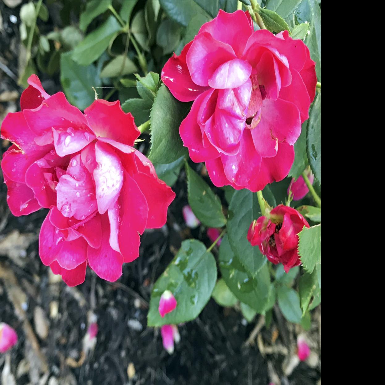 Roses Old And New For The Garden Home Garden Thetandd Com