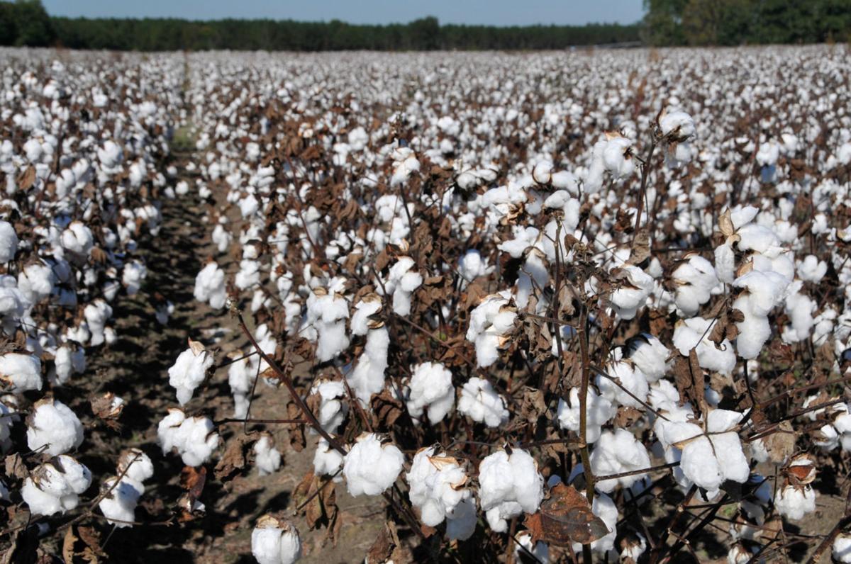 High cotton USDA rates S.C. crop at 98 percent good to excellent