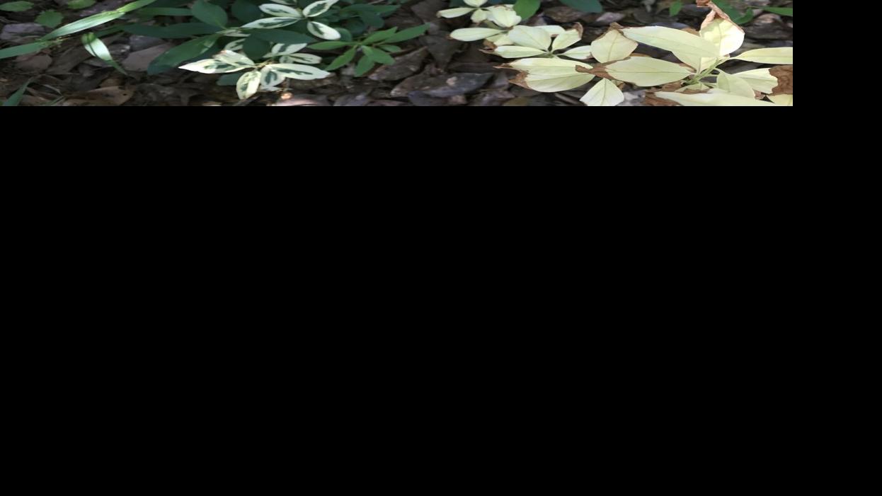 Backyard COLUMN: Outdated favorites, new glance | Residence & Yard