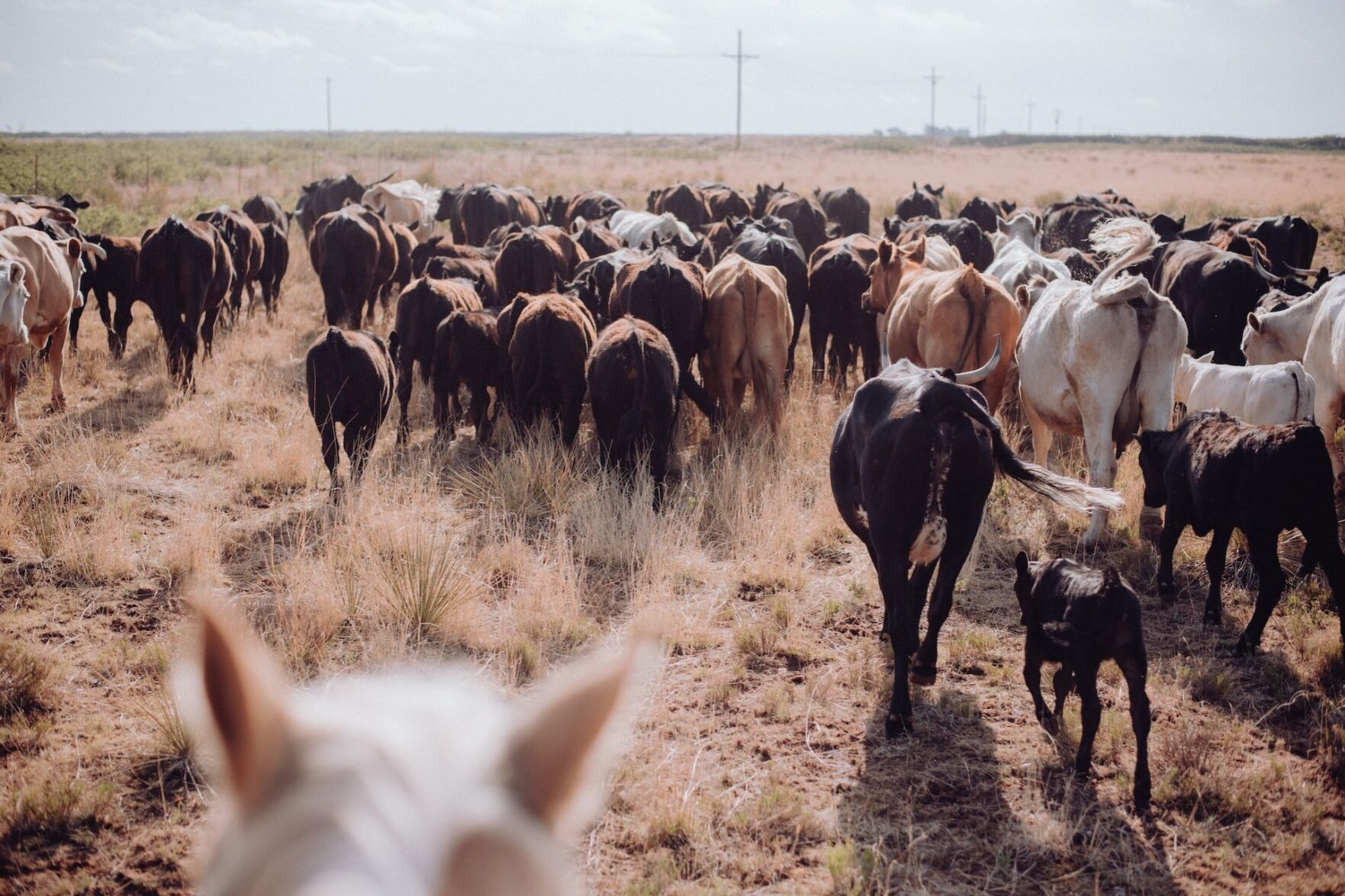 Fort Worth Company Accused Of Selling $191 Million Of Fraudulent Cattle ...