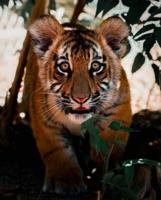 New tiger in town: Conservators Center welcomes Parker the tiger cub