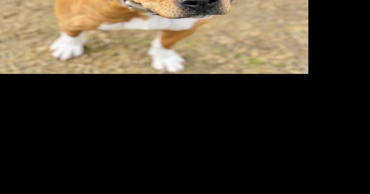 BAS announces spring pet adoption special | Local News | thetimesnews.com