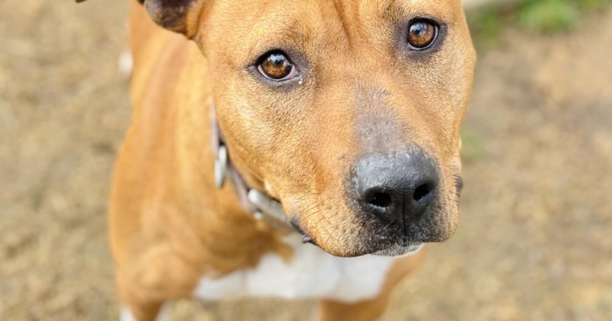 Spring Pet Adoption BAS announces spring pet adoption special | Local News | thetimesnews.com