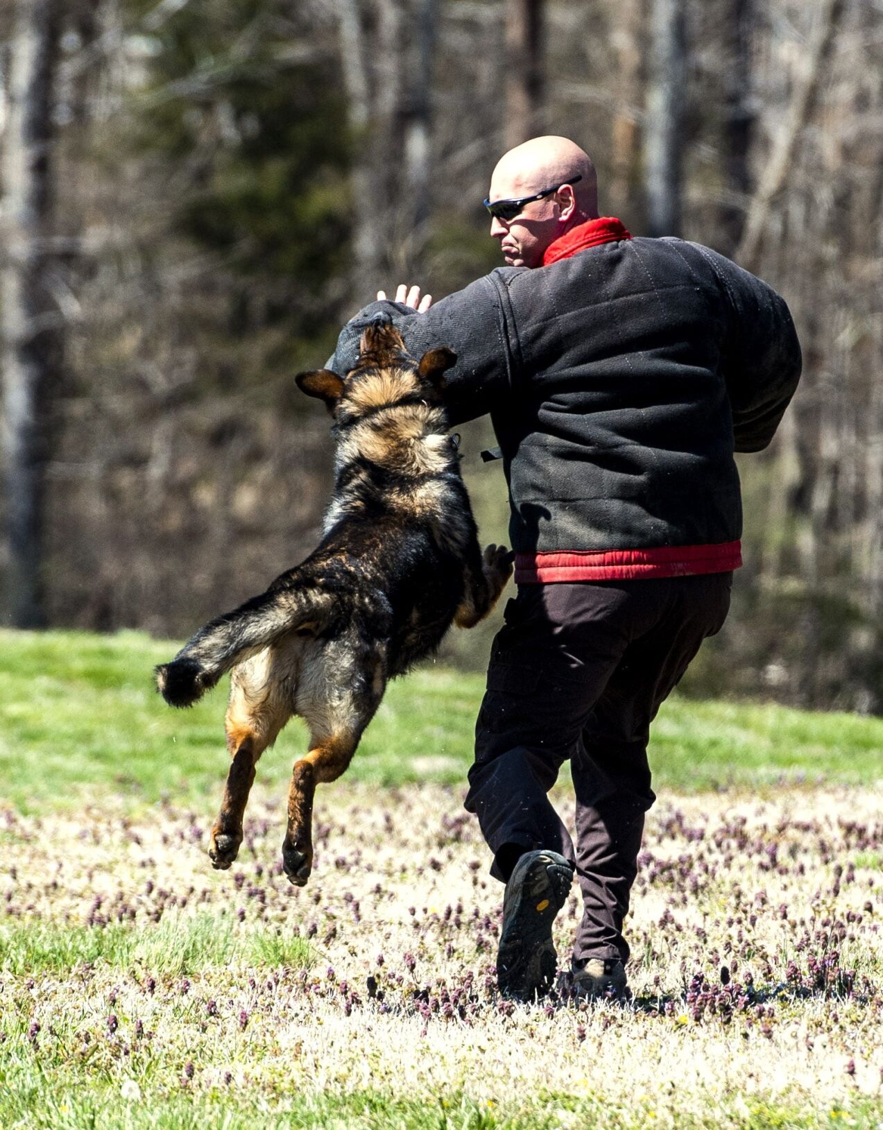 New K9s join Gibsonville police News
