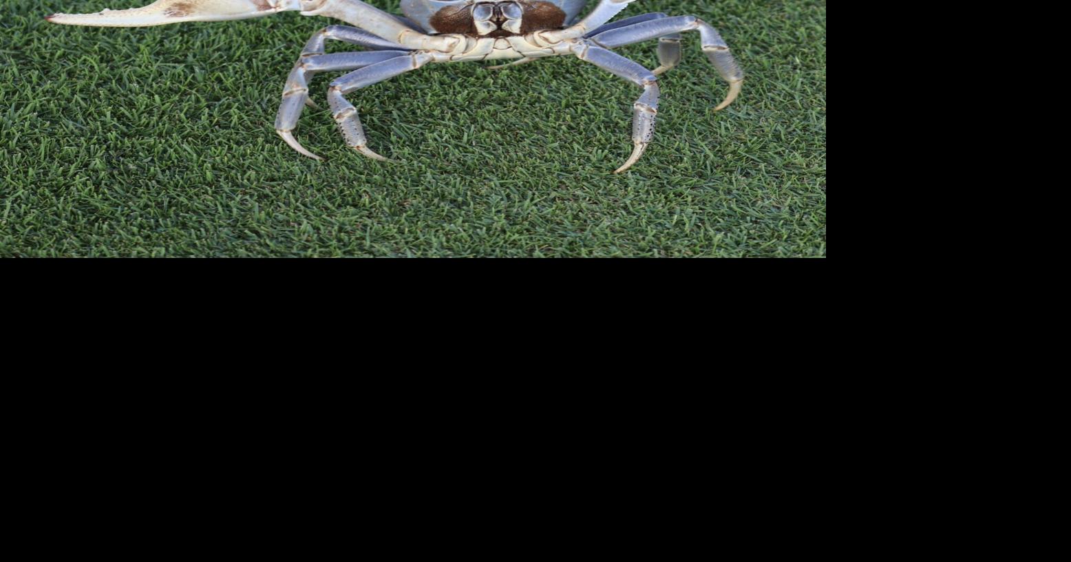 Large, blue crabs spread in NC