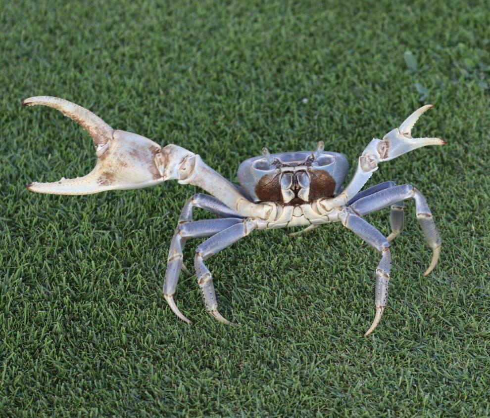 Large, blue crabs spread in NC