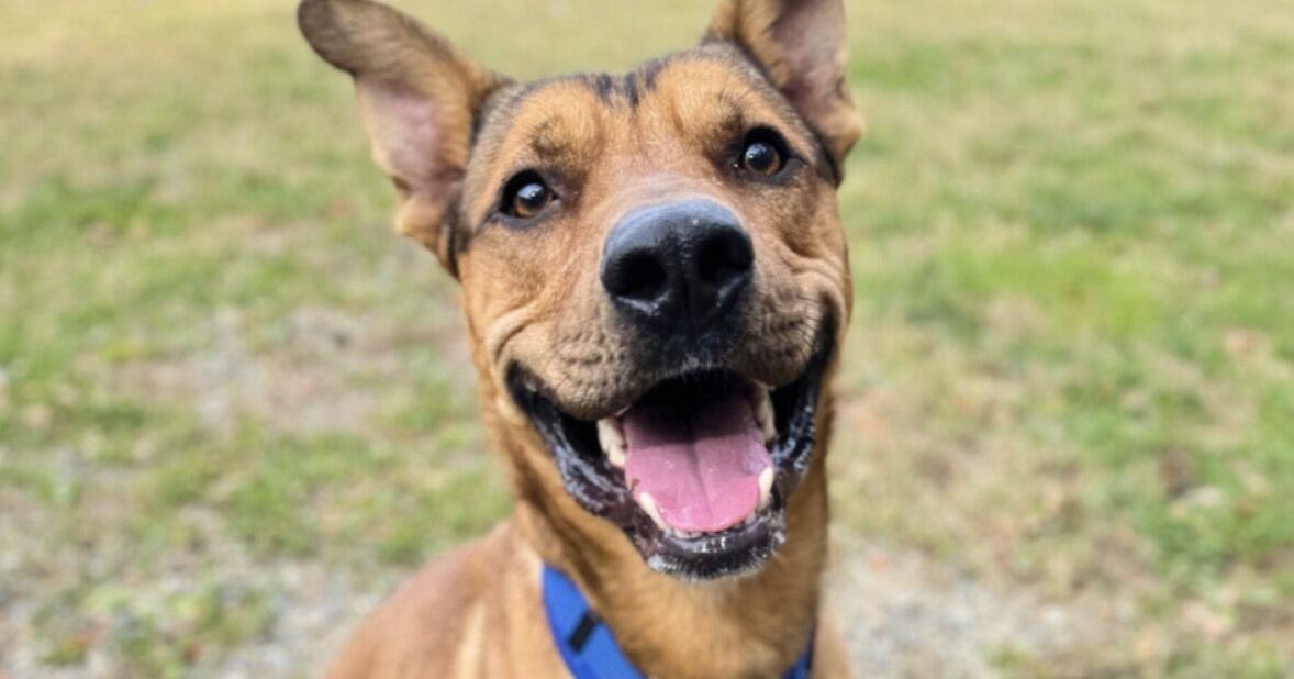 Pet of the Week: Art