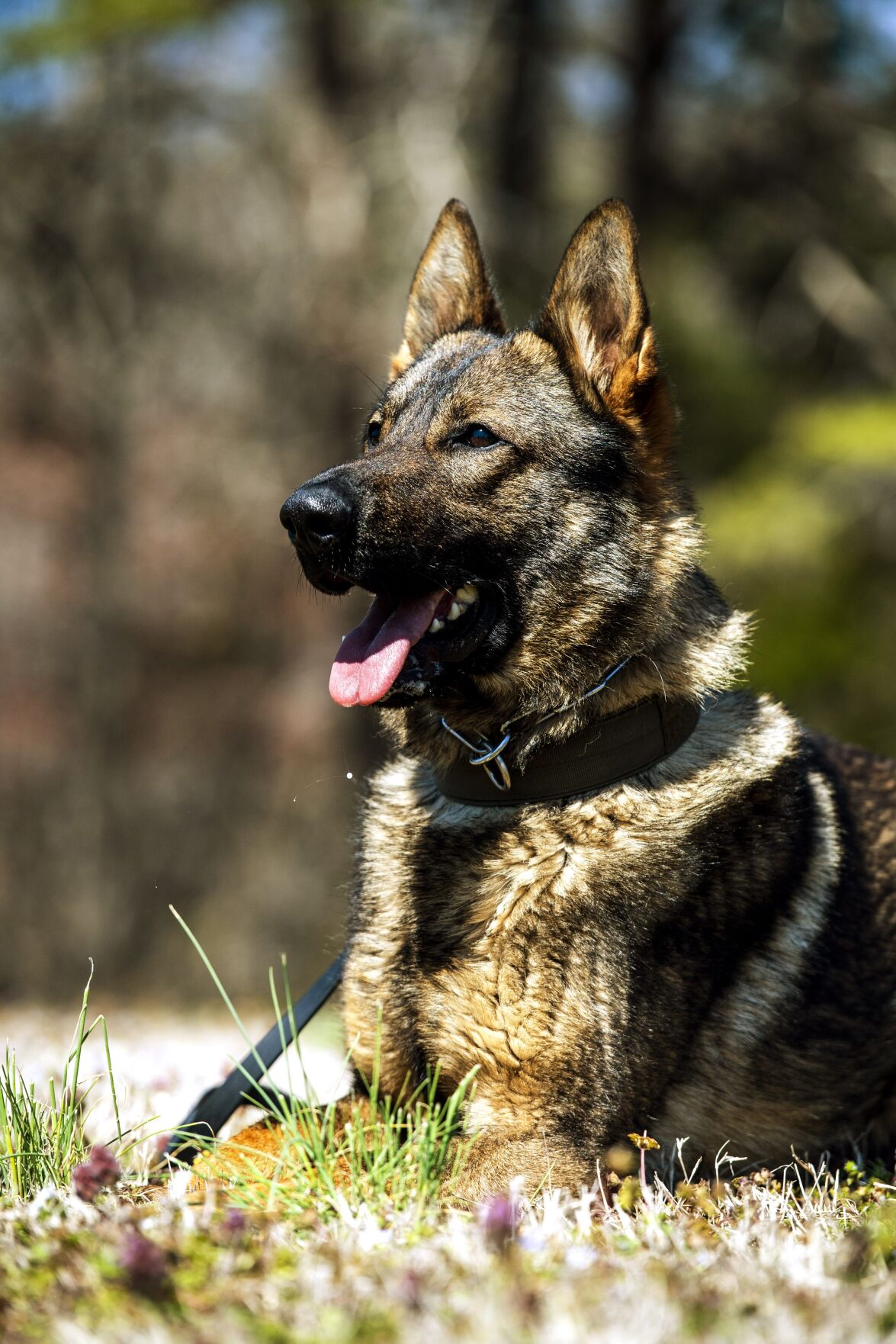 New K9s join Gibsonville police News