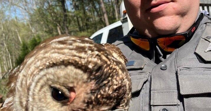 Owl recovering from barbed wire injury | Local News | thetimesnews.com
