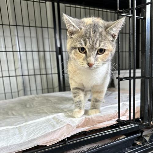 PETS OF THE WEEK Nema and Little Turkey Community