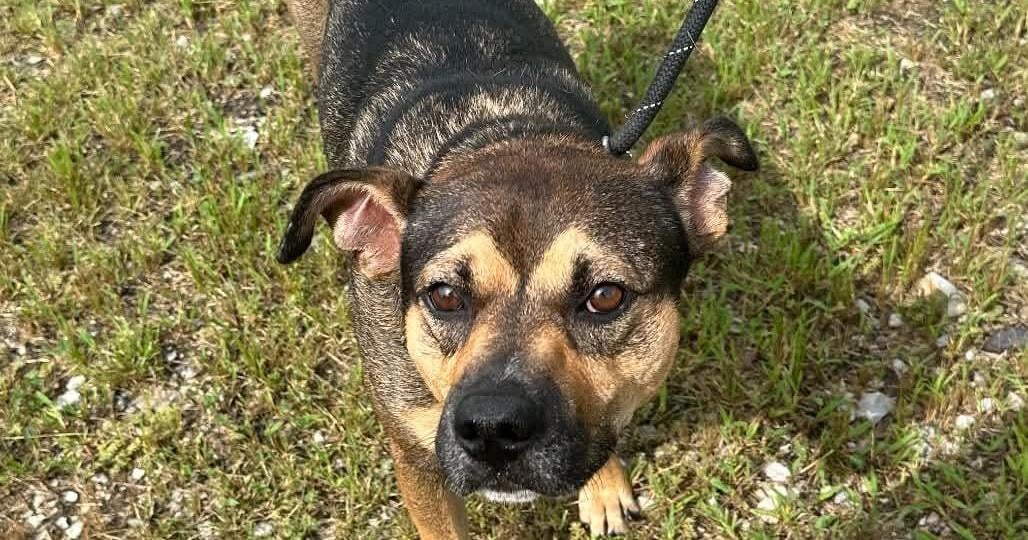 PETS OF THE WEEK: McMuffin and Luna