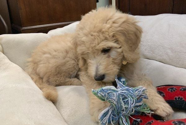 goldendoodle therapy dog