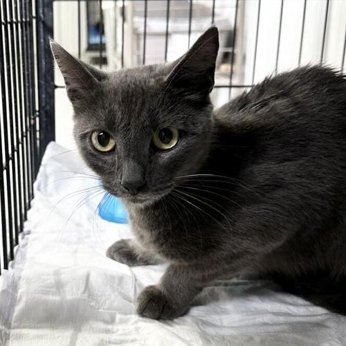 PETS OF THE WEEK Charity and Mellow Community