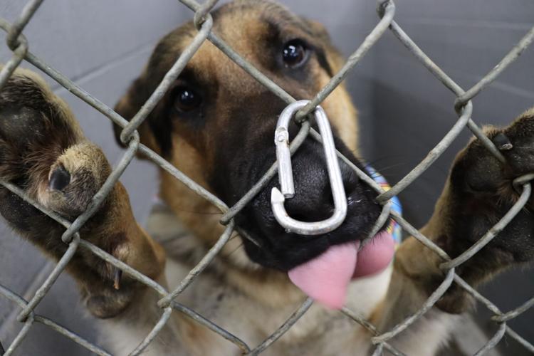 From The Shelter To Your Heart KnoxWhitley Humane Association News