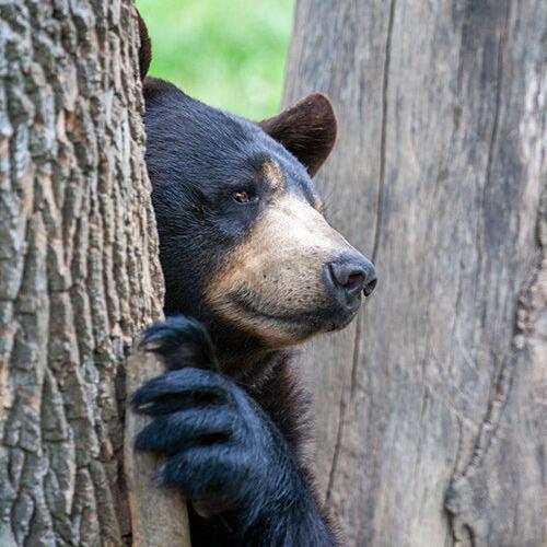 Be "bear wise" at home and in the outdoors | Community - Vimarsana News