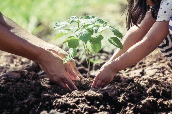 Growing your own transplants expands your choices - Vimarsana News