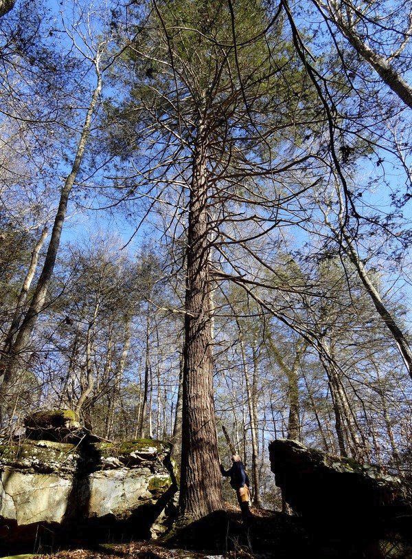 B State S Eastern Hemlocks Dying Due To Pest B Community Thetimestribune Com