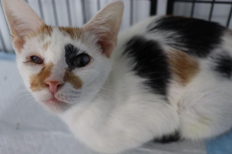 From The Shelter To Your Heart KnoxWhitley Humane Association News