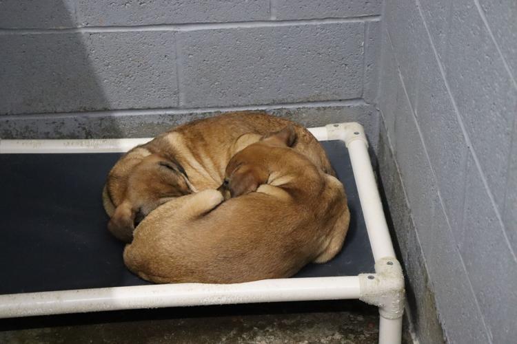 From The Shelter To Your Heart KnoxWhitley Humane Association News