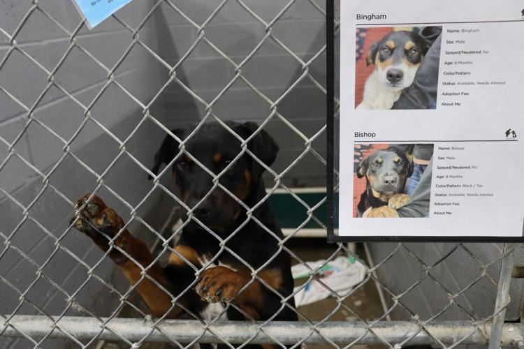 From The Shelter To Your Heart KnoxWhitley Humane Association News