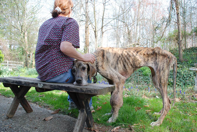 0409 Great Dane 5