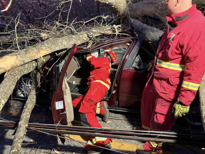 Driver gets trapped under tree in two-vehicle crash | News ...