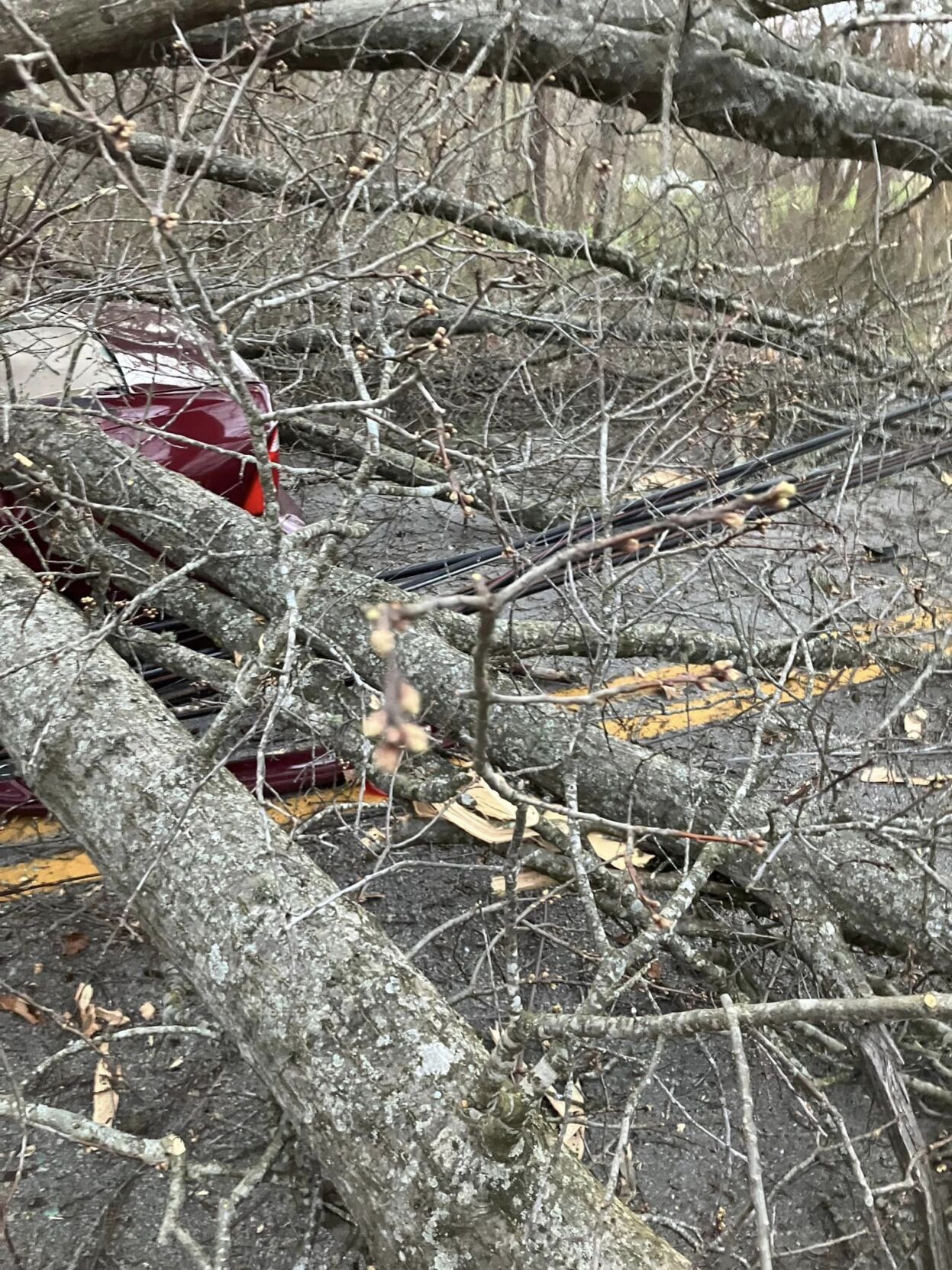 Driver gets trapped under tree in two-vehicle crash | News ...