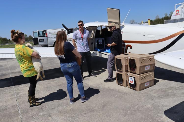 Volunteer pilots helping at-risk dogs | News | thetimestribune.com