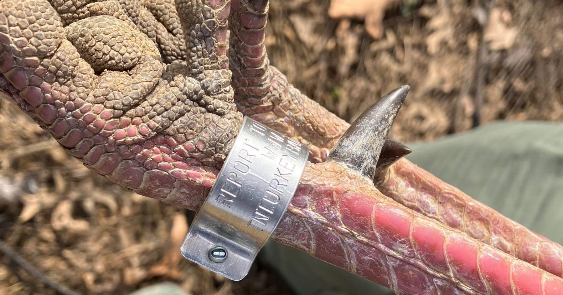 Multi-state wild turkey research one year closer - Vimarsana News