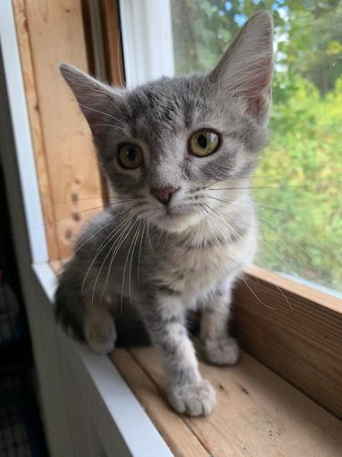 Meadowthecat.jpeg