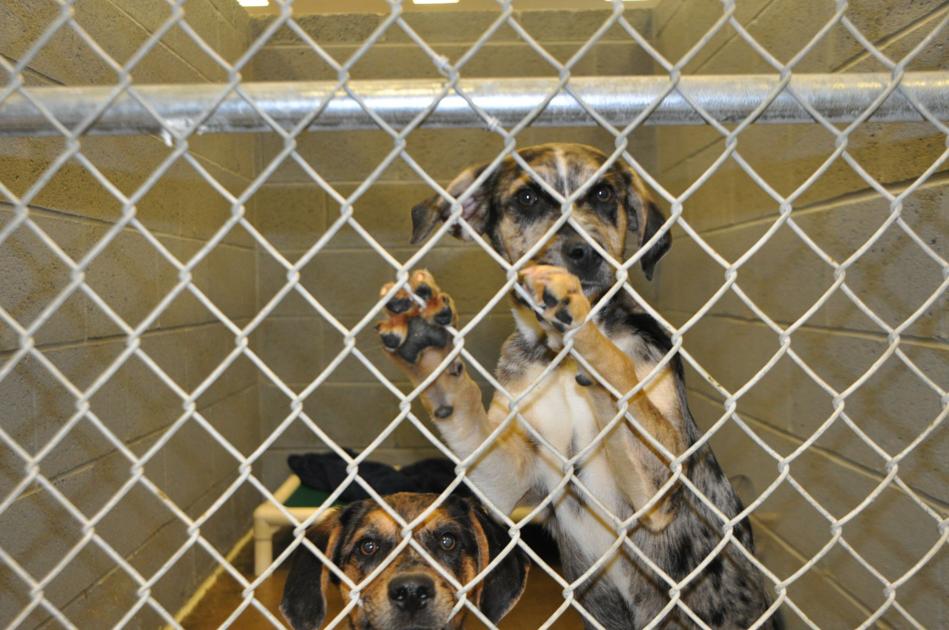 Managed intake at KnoxWhitley Humane Association to help best serve